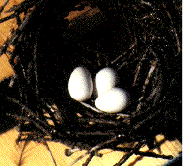 [Photo of
a Bird's Nest]