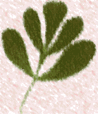 [Image of a Leaf]