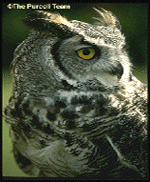 [A Picture of an Owl]