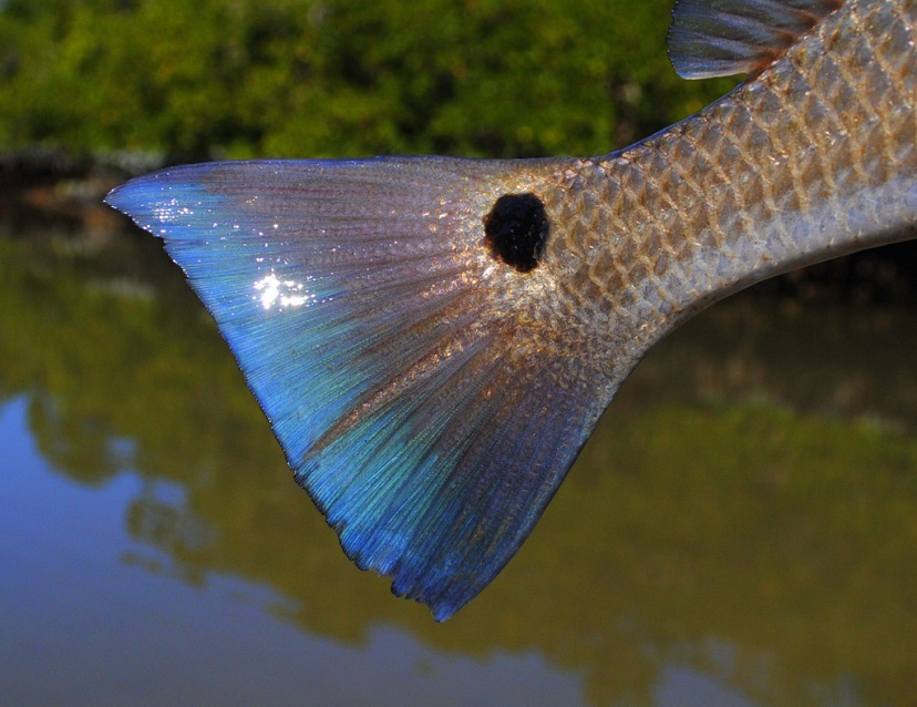 drumtail fish