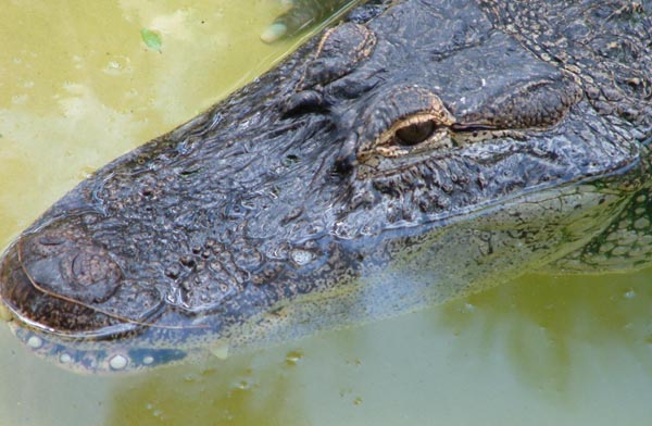 alligator