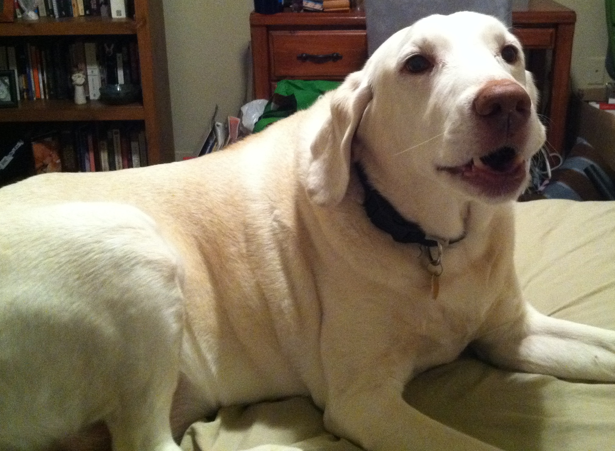large white dog on a bed