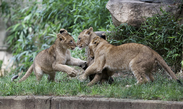 Lion Cubs at Play with Each Other