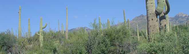 cactus_middle