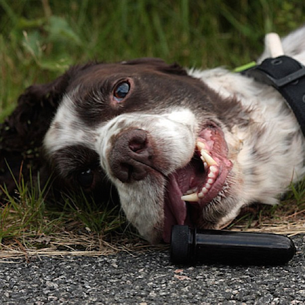A close-up image of a tired but happy springer spaniel laying on the ground and looking at the camera, with a small geocache container in the foreground.