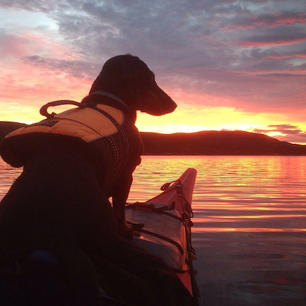 A dog wearing a life vest rides at the front of a kayak at sunset.