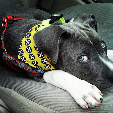 A young black and white pitbull looks sidelong at the camera, laying down on a car seat.