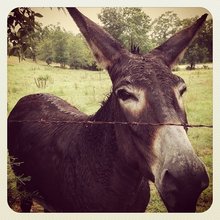 A close-cropped image of a somber-looking donkey behind a barbwire fence; a green field and trees in the far background.