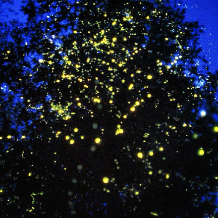 The deep bluish-purple sky of late dusk is visible behind a massive, silhouetted tree, as thousands of fireflies light up the night.