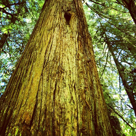 A giant douglas fir trunk dominates the frame, as the photographer looks up the tree trunk toward the forest canopy.