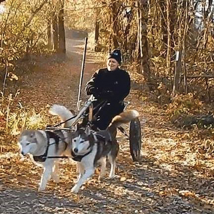 A photo of a woman riding behind two huskies on a trail carpeted in autumn leaves.
