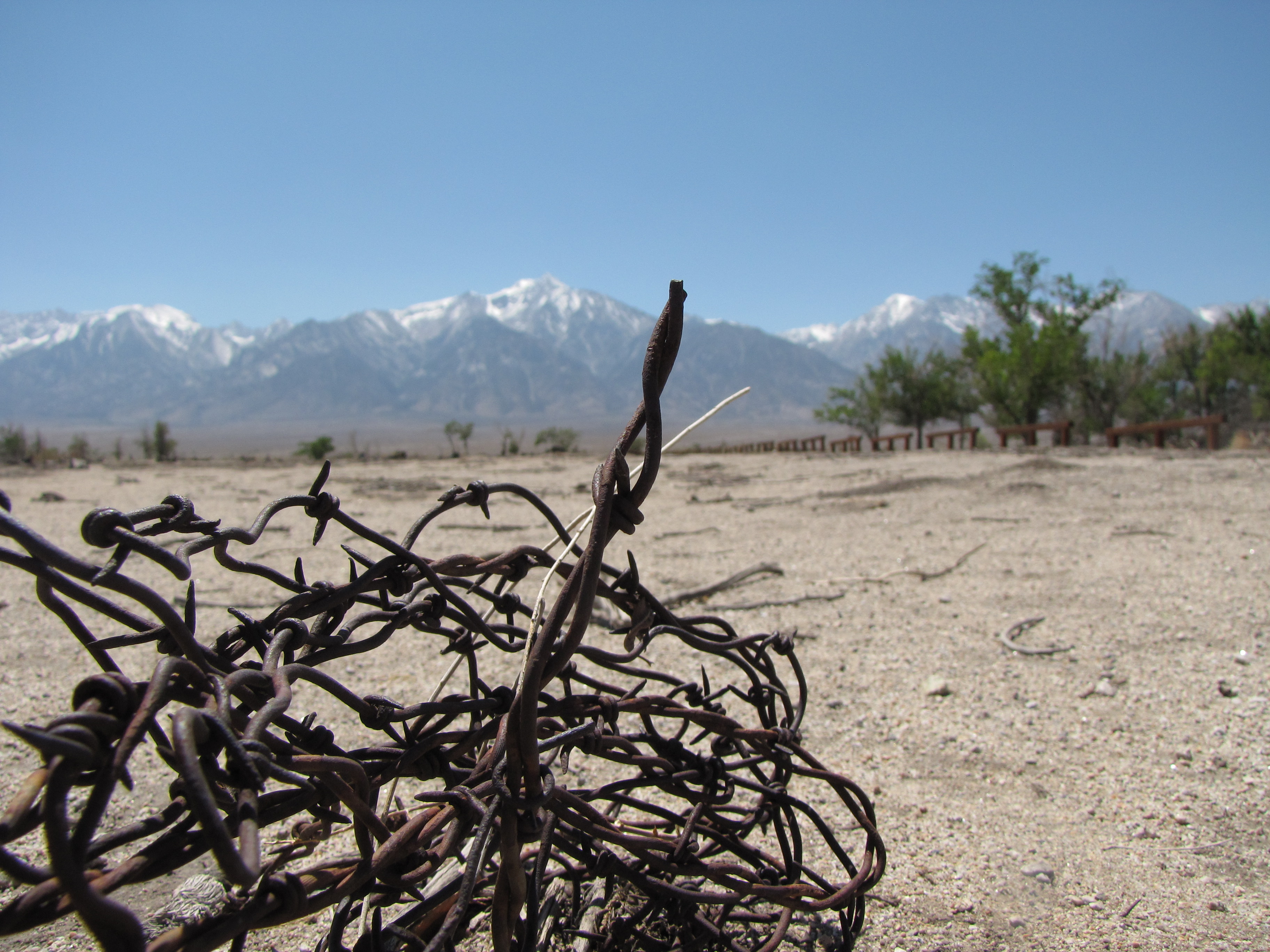 Tangled barb wire at Manzanar