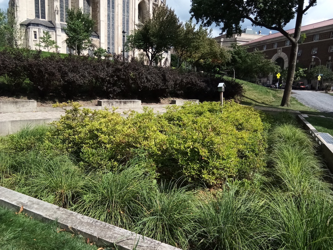 Foliage grown in a large planting area with a building in the background.