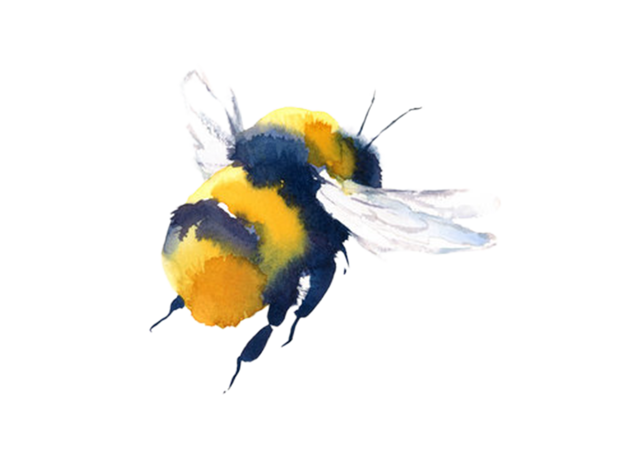 Bumblebee