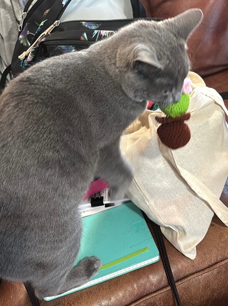 A blurry gray cat runs away with a crochet cactus in her mouth.