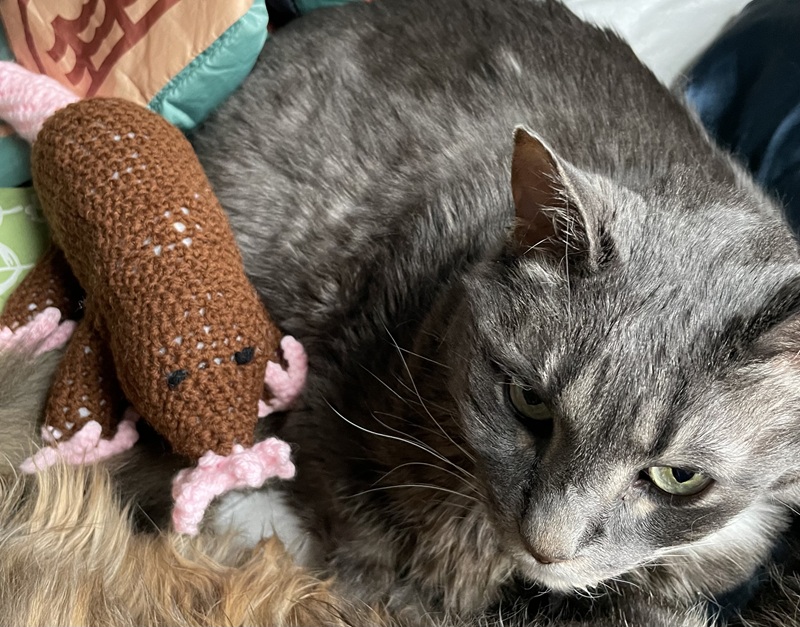 A large, grey cat laying with a star-nosed mole.