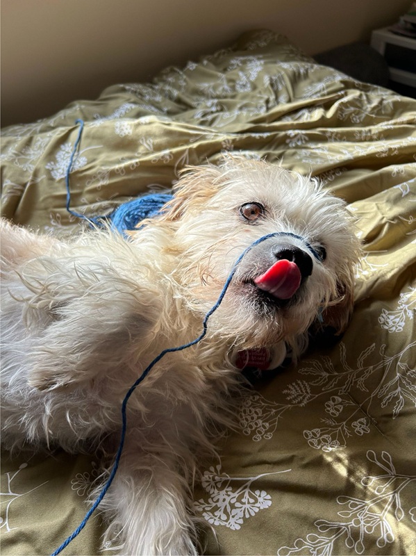 A small cream-colored dog sticks his tongue out to reach yarn laying on top of his snout.