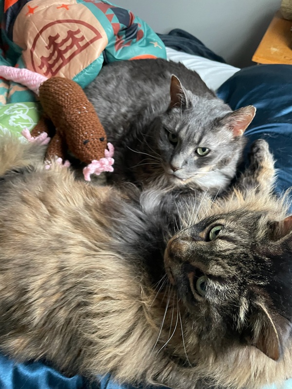A fluffy brown cat and gray cat cuddle with a brown crochet star-nosed mole.