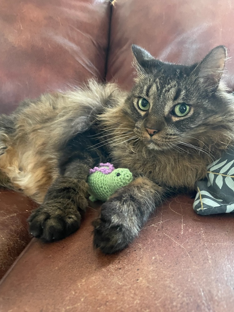 A large fluffy brown cat sits with a small green crochet dinosaur in between his two front legs.