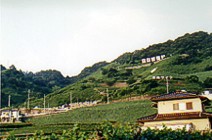 The vineyard-covered hills of Kashiwara, Japan. Photo by David Gillette  2005.